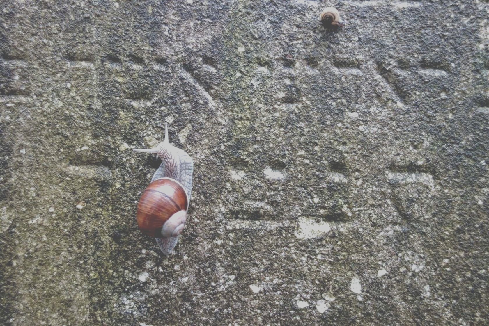 Eine große und eine kleine Schnecke kriechen über die Inschrift eines jüdischen Grabsteins.